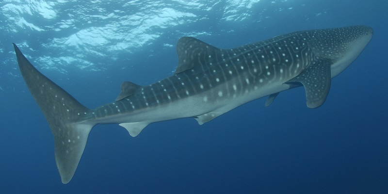 Whale Shark at Elphinstone!!